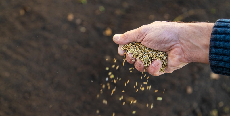 Turfing Guildford